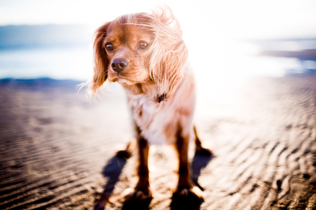 beach, dog, pet, puppy, canine, mammal, animal, nature, portrait, dog portrait, domestic, domestic dog, furry, looking, purebred