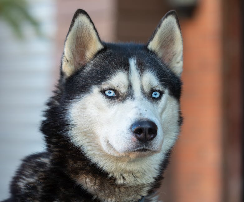 Stunning close-up portrait of a Siberian Husky with bright blue eyes and black and white fur.